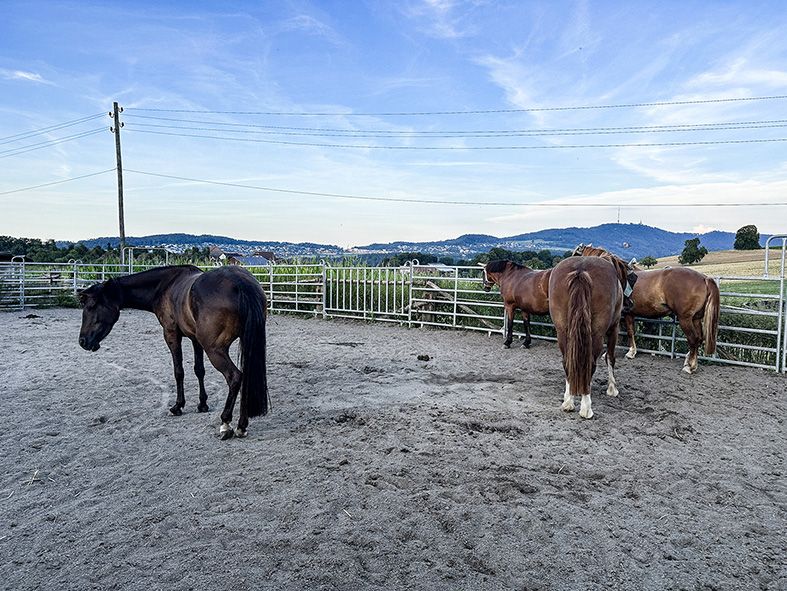 Sommerstory 5 – Reiten fordert ungewohnte Muskeln