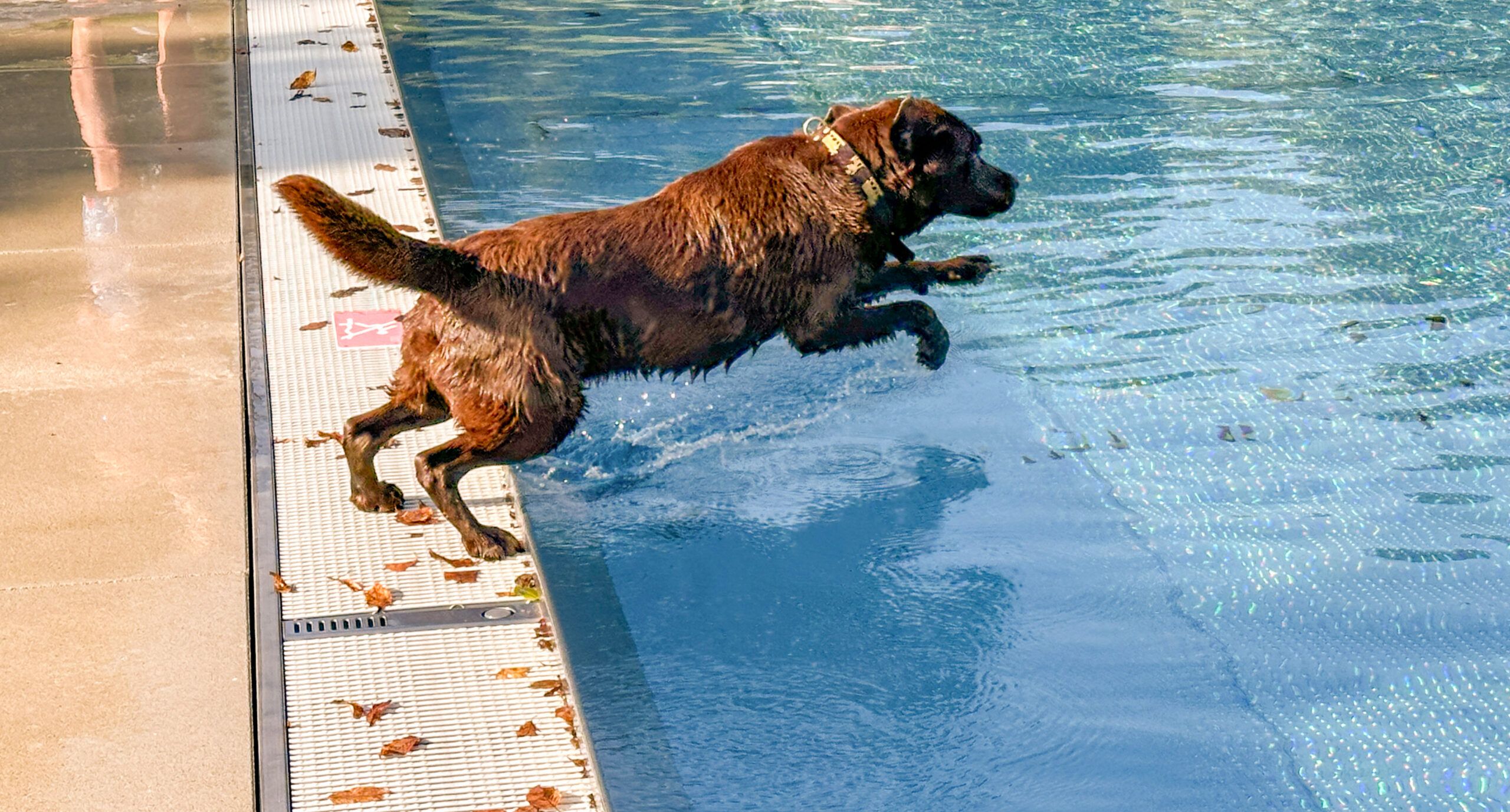 1. Hundebadetag in der Badi Geren