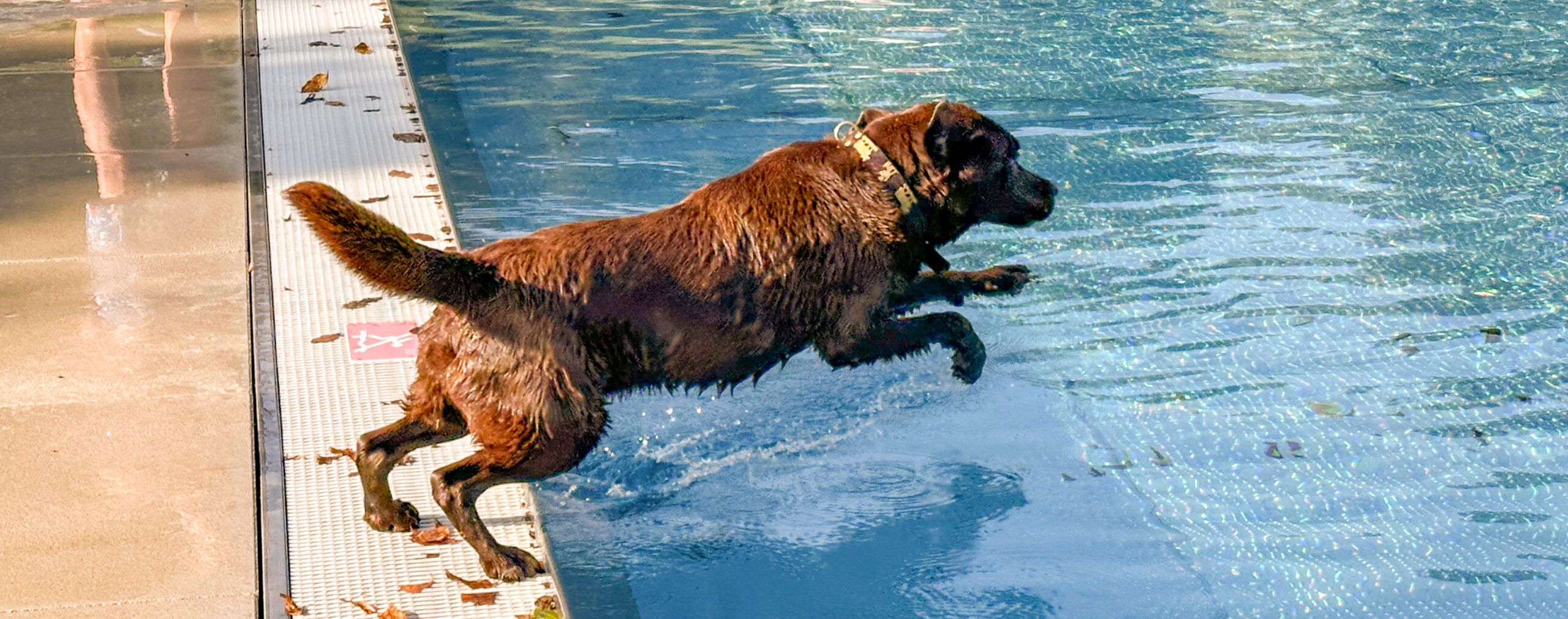 1. Hundebadetag in der Badi Geren